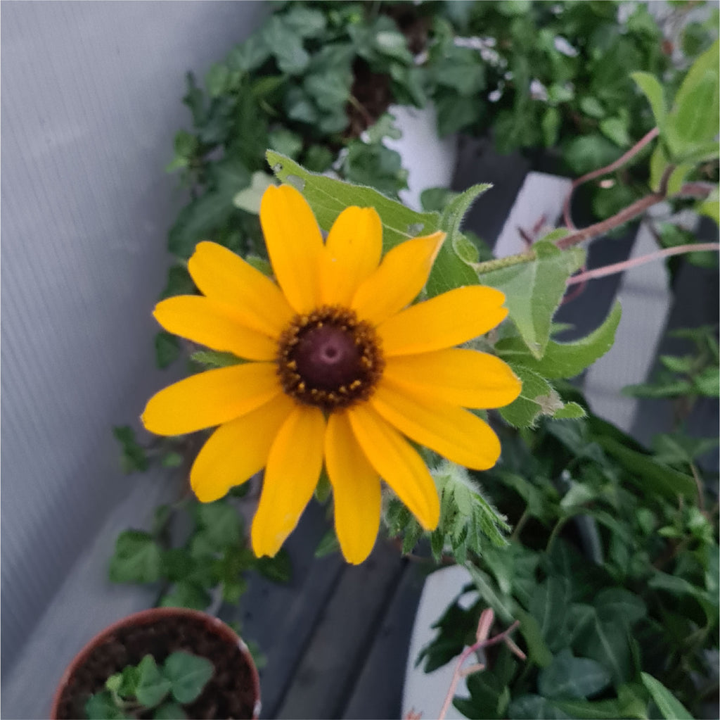 My Wildflowers bring all the bugs to the yard…