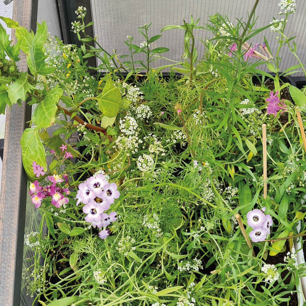 Green fingers - How to get the best from planting your seed card